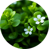 Brahmi